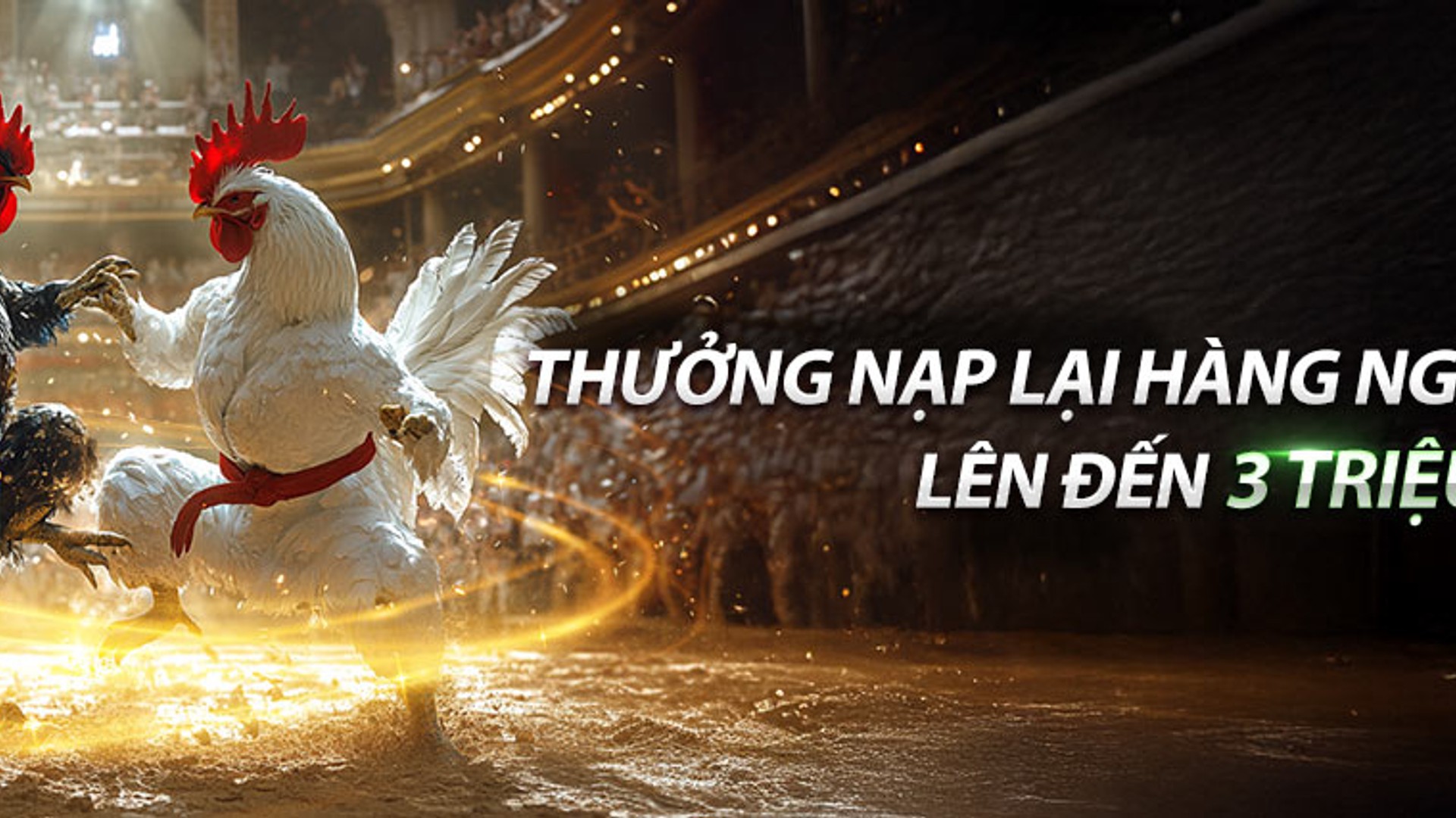 Gà chiến đang thi đấu trong sân đấu Cúp Châu Á tại mcw casino đá gà