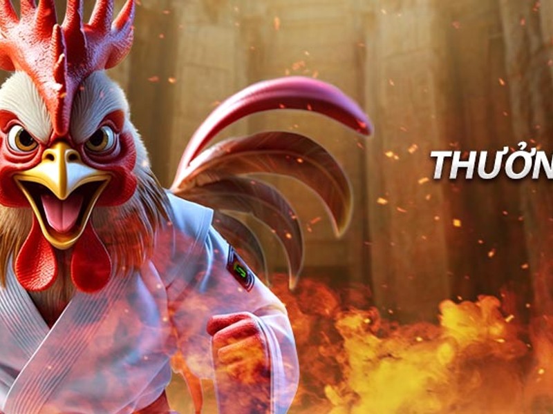 Phân tích dòng dõi gà chiến trước trận đấu đá gà Cúp Châu Á